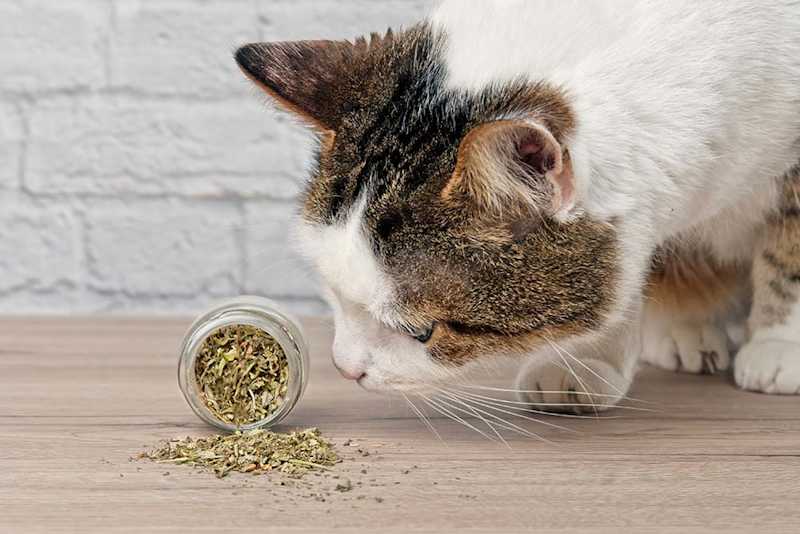 The Secret Ingredient: Why Our Catnip is "Purr-mium"